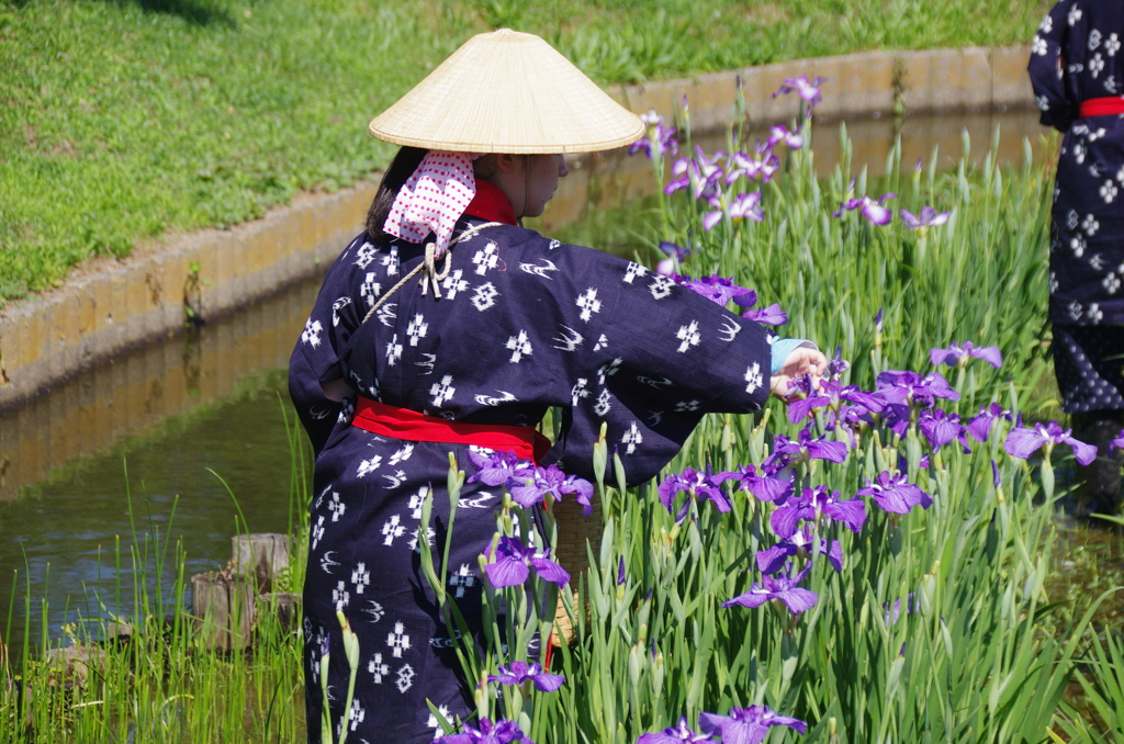 花摘み 花摘む娘(1) by かみちゃん209-300 （ID：13552107） - 写真共有