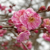 八重紅梅
