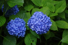 青くて美しい