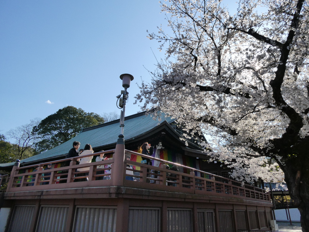 喜多院本堂と桜