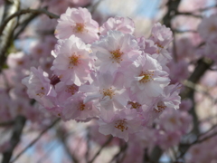 清雲寺の紅八重枝垂桜