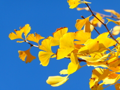 鮮やかな黄色と青