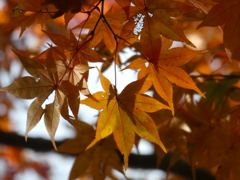 秩父御嶽神社の紅葉（７）