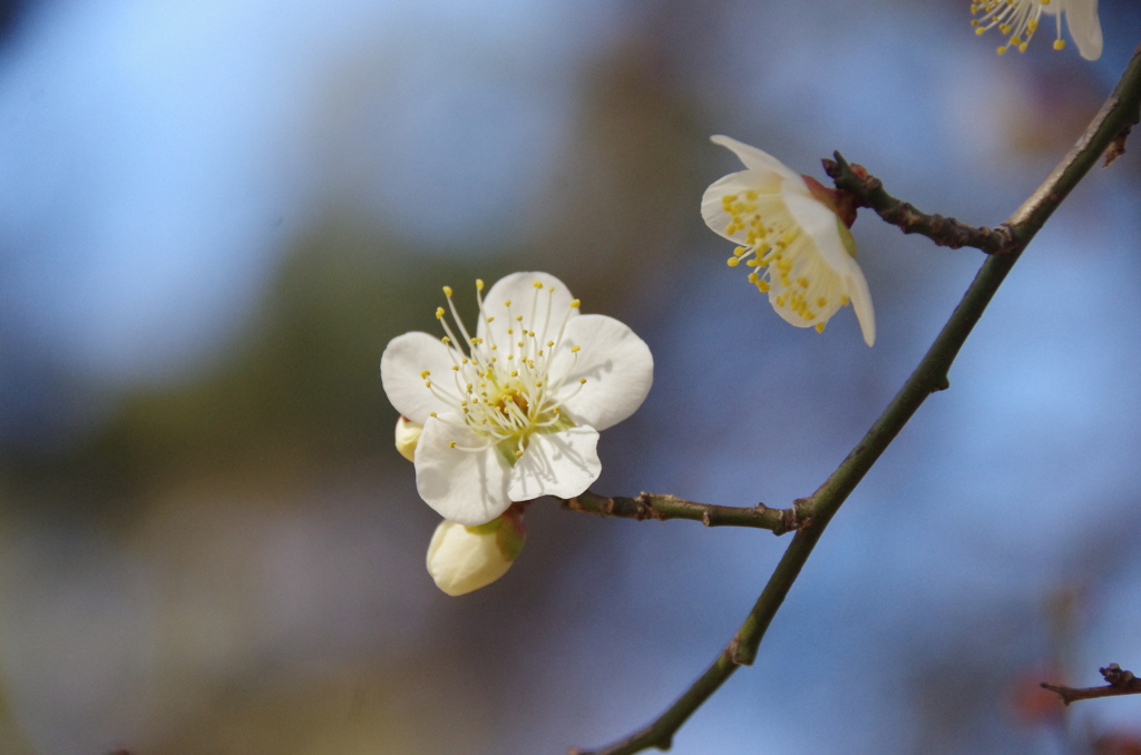 深大寺の白梅咲く