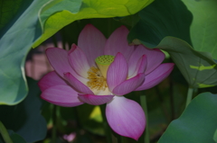 蓮の日傘で花長持ち