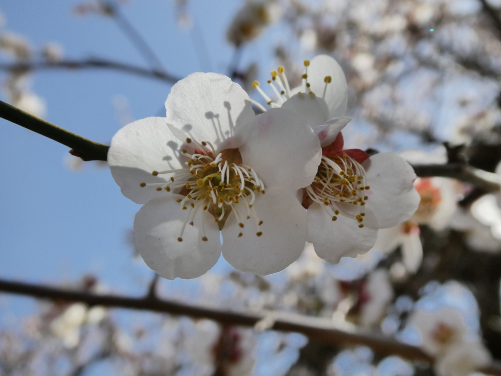 魁雪の花