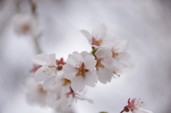 清雲寺の枝垂桜(2)