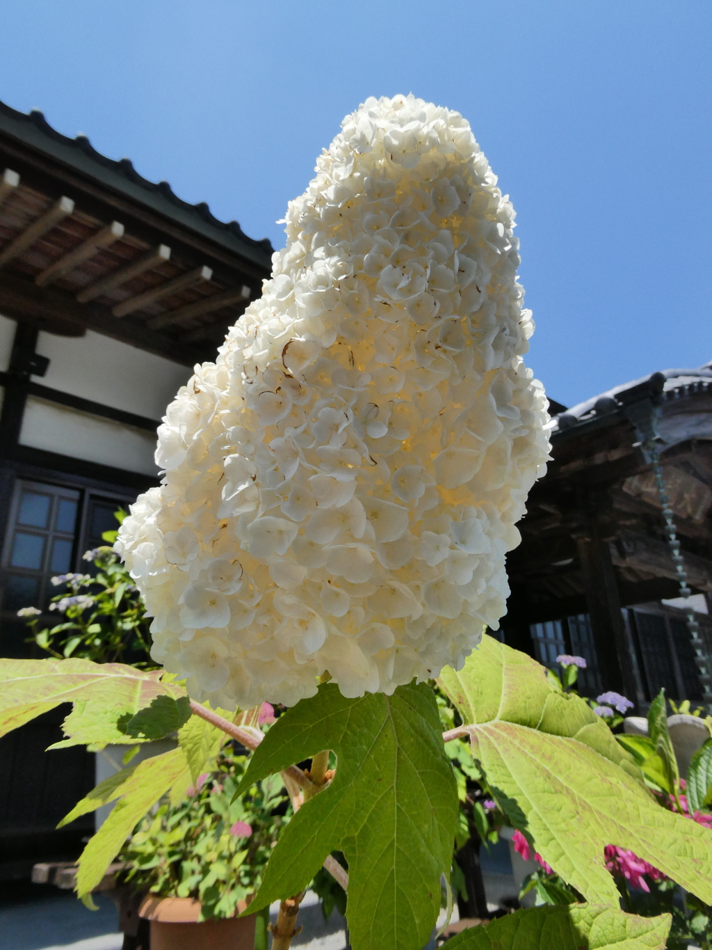 綿菓子みたい