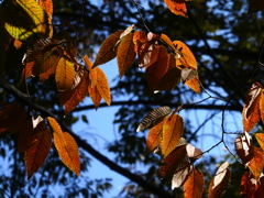 紅葉、始まる(2)