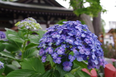 川越八幡宮のウズアジサイ