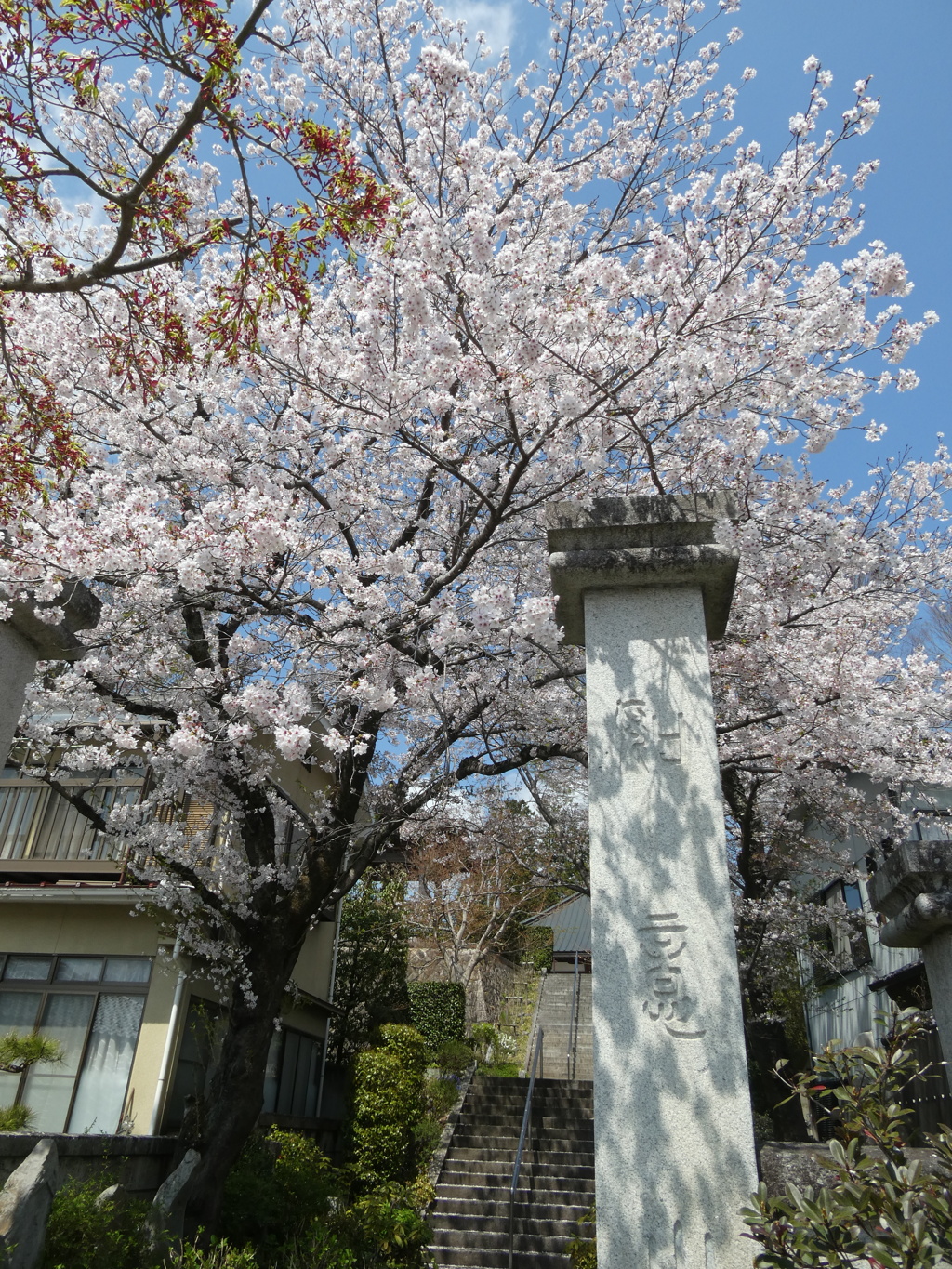 観音寺の桜