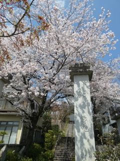 観音寺の桜