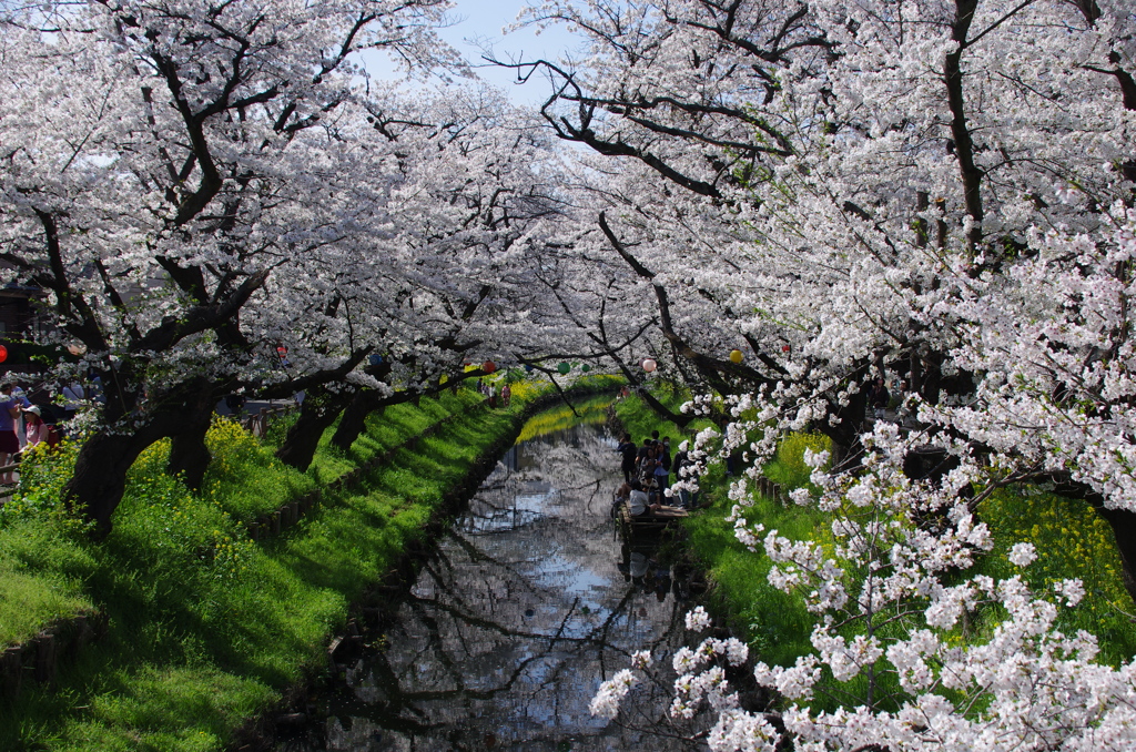 新河岸川の桜(7)