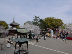 喜多院の桜まつり(1)