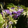 イワタバコの花