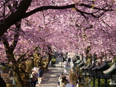 密蔵院参道の安行寒桜並木(2)