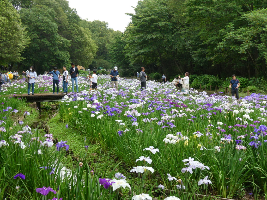 智光山公園の花菖蒲(9)