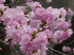 八重桜？(2)