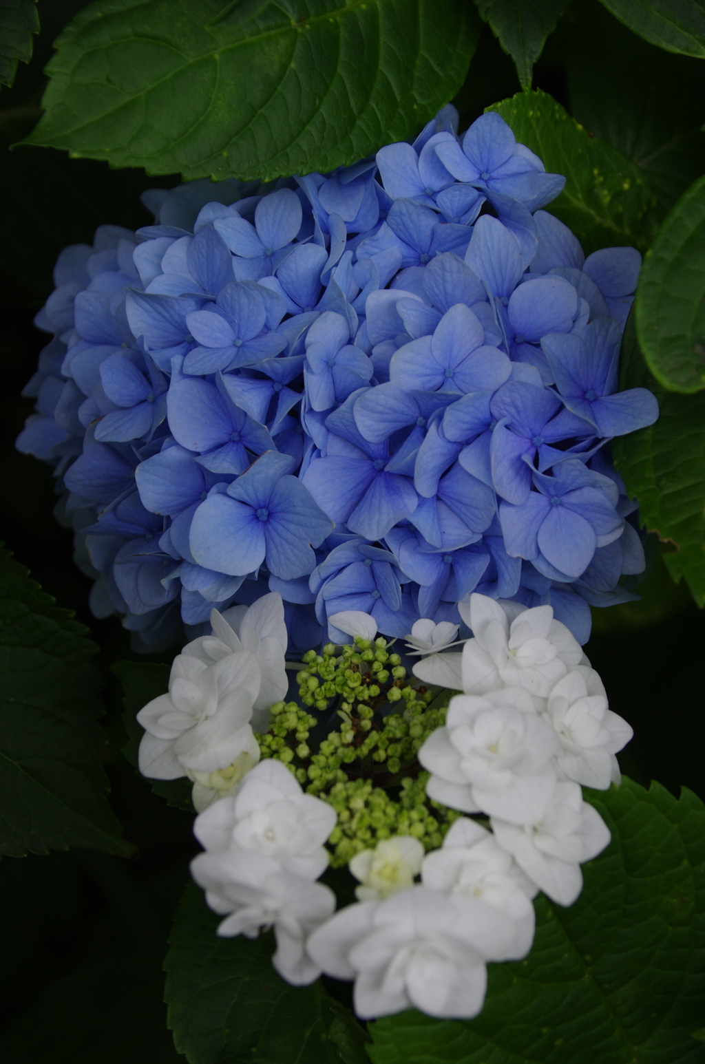 Blue ＆ White