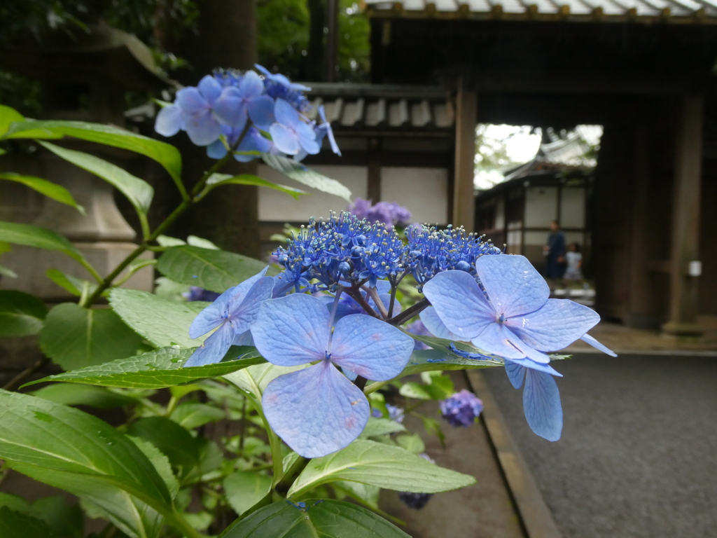 妙法寺裏門とガクアジサイ