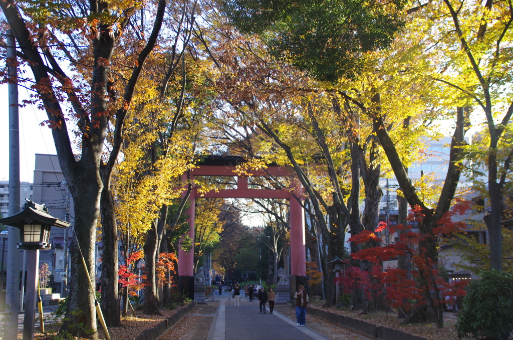 初冬の氷川参道