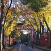 初冬の氷川参道