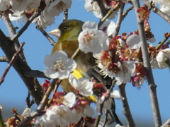 梅の中にカワラヒワ