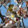 梅の中にカワラヒワ