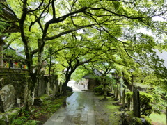 緑のトンネル