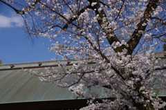 令和７年 靖国神社の桜(９)