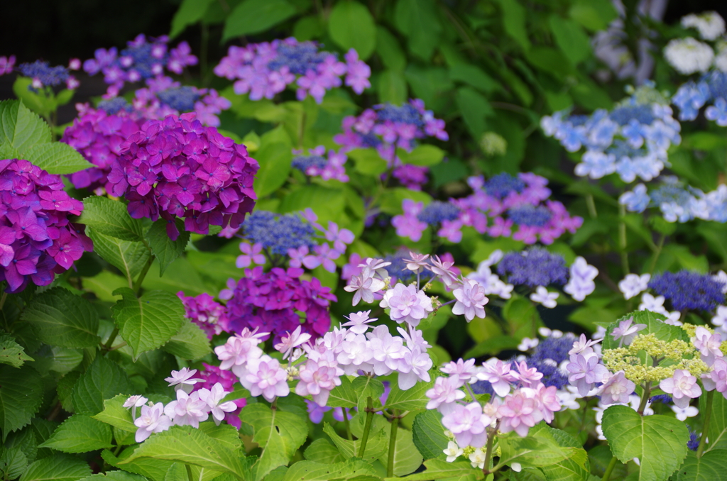 紫陽花極楽浄土(2)