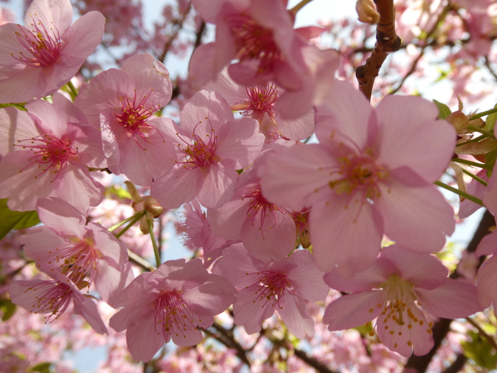 大野神社の河津桜(4)