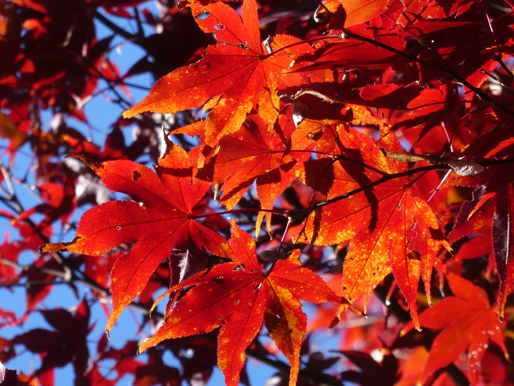 平林寺の紅葉(1)