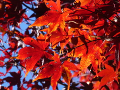 平林寺の紅葉(1)