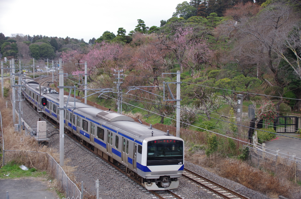 偕楽園とE531系