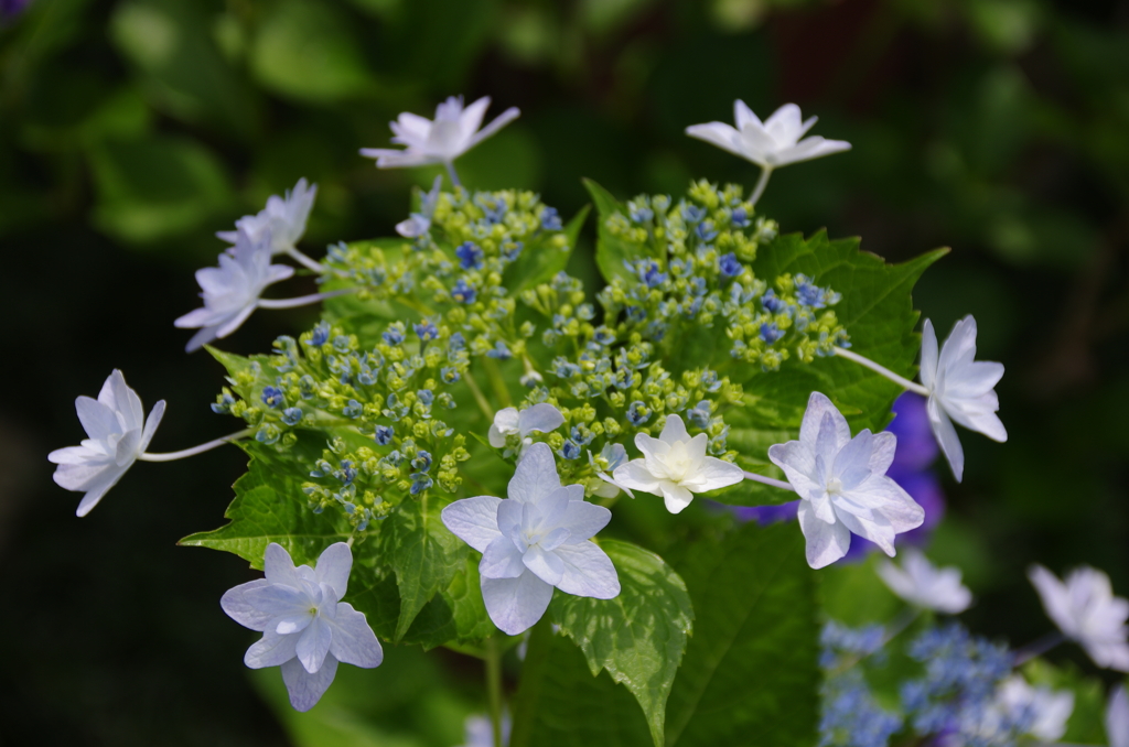 墨田の花火