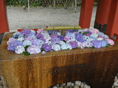 鶴岡八幡宮の花手水