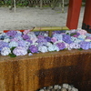 鶴岡八幡宮の花手水
