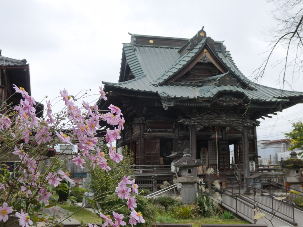 シュウメイギクと慈眼寺