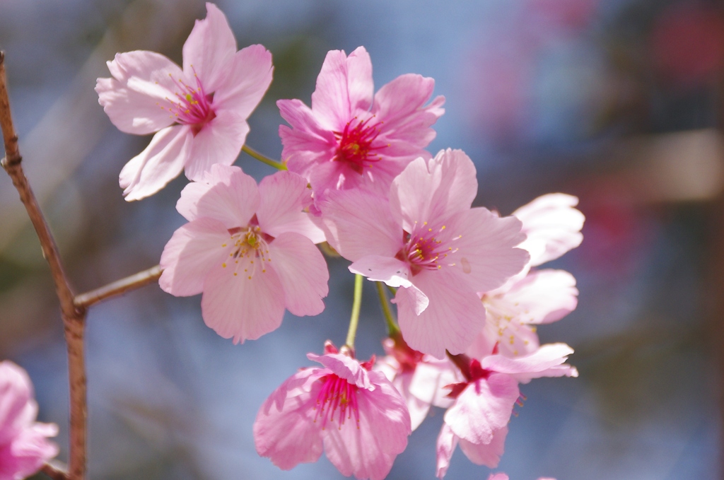 陽光桜(4)