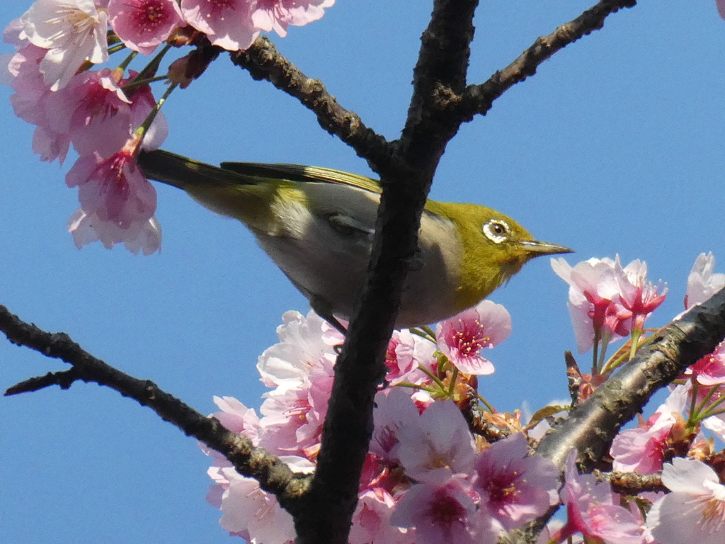 安行寒桜とメジロ