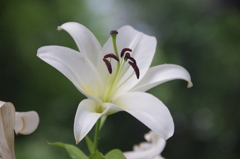 日比谷公園の百合(２)