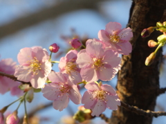 鴻神社の河津桜