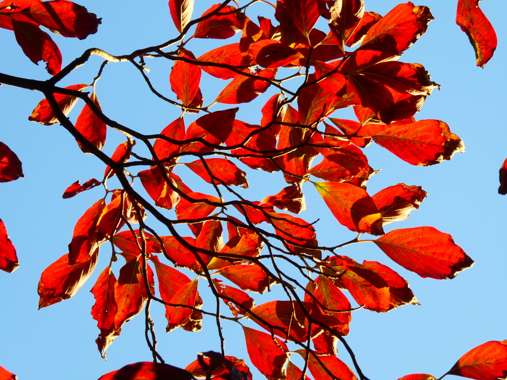 真紅の葉たち