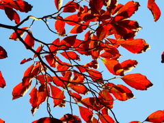 真紅の葉たち