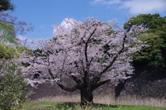 皇居乾通りの桜(2)