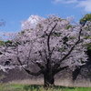 皇居乾通りの桜(2)