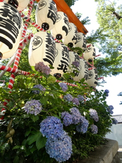 赤坂日枝神社の紫陽花(1)