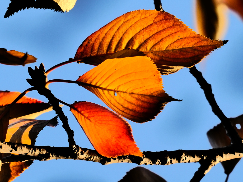 桜の紅葉