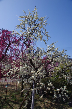 緑萼しだれ(全景)